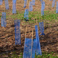 Tree Guards, Tree Shelters