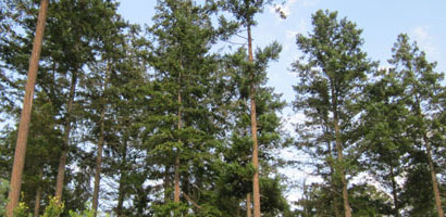 Douglas Fir Forestry