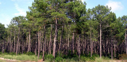 Maritime Pine Forestry