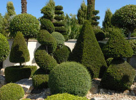 Sculptural Plants