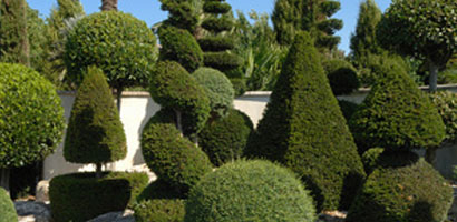 Plantes sculpturales