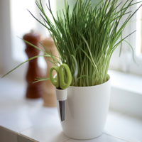 Vasos especiais plantas aromáticas