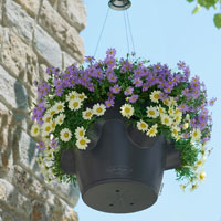 Hanging Baskets