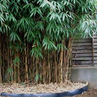 Bamboos