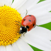 Plantes pour jardinire d'hiver