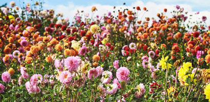 Bolbos para plantar na primavera