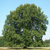 Oak