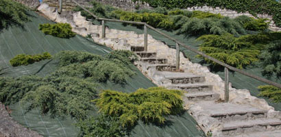 Ground cover plants