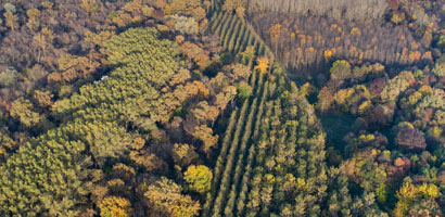 Forest tree seedlings