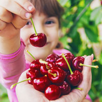 rvores de fruto ano