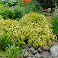 Ornamental grasses