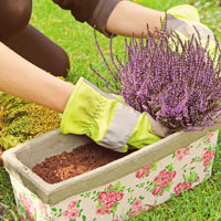 Plantas de invierno para el balcn