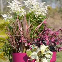 Plants to have flowers in spring planters