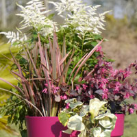 Plantes pour jardinire de printemps