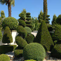 Plantes sculpturales