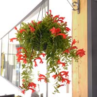 Plantes pour jardinire d'hiver