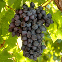 Vias - Uvas