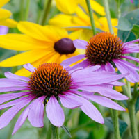 Plantas vivaces, Plantas perennes