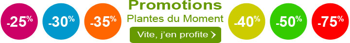 Promotions plantes du moment