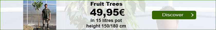Fruit Trees Fair