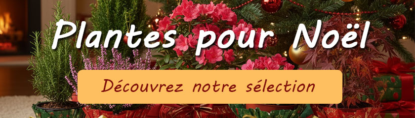 Nol: Notre slection de plantes