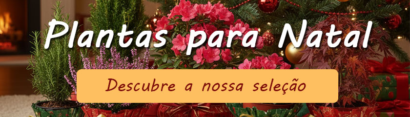 Natal: A nossa seleo de plantas