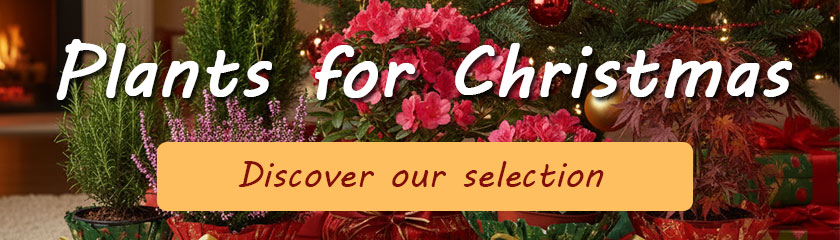 Christmas : Our selection of plants