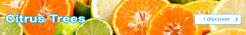 Discover our Citrus Trees catalogue