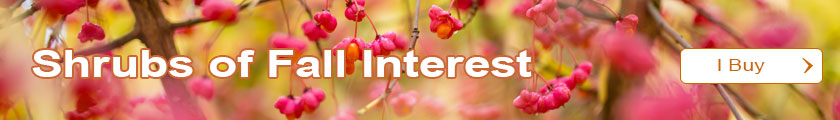 Shrubs of Fall Interest