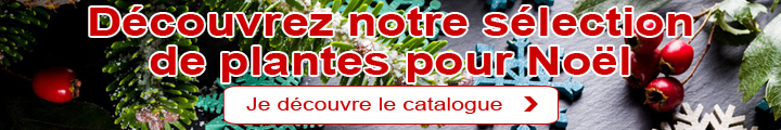 Nol: Notre slection de plantes