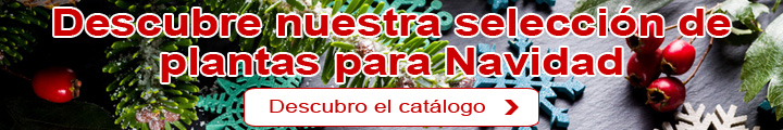 Navidad: Nuestra seleccin de plantas
