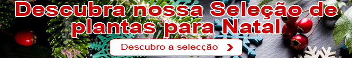 Natal : A nossa seleo de plantas