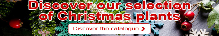 Christmas : Our selection of plants
