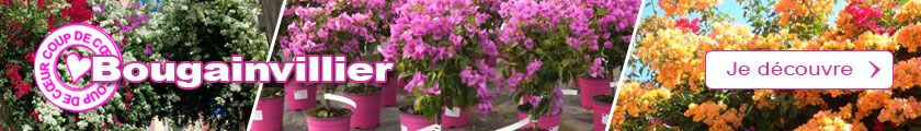 Bougainvilliers