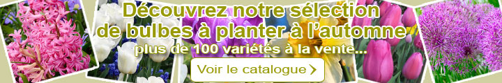 R�servez vos bulbes � planter cet automne