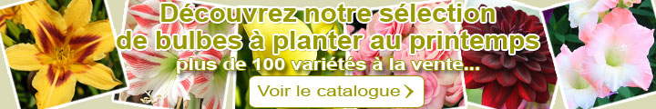 Rservez vos bulbes  planter ce printemps