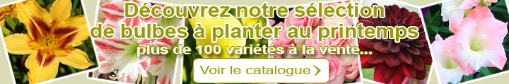 Bulbes  planter au printemps