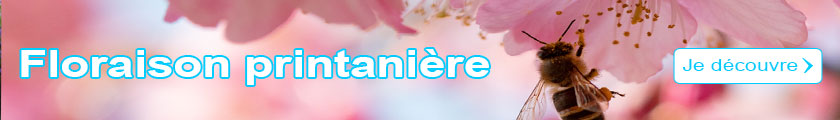 Arbustes  floraison printanire