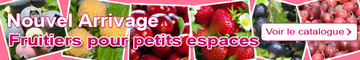 Fruitiers pour petits espaces