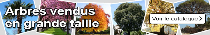 Liste des arbres vendus en grande tailles