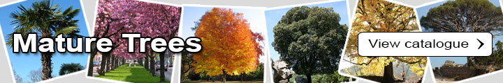 Mature Trees Catalogue