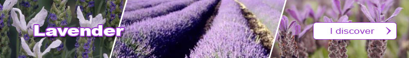 Discover our Lavender shrubs catalogue