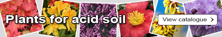 Plants for acid soil