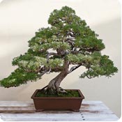 Azalea bonsai Azalea bonsai