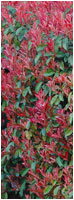 Photinia