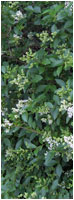 Oval Leaved Privet