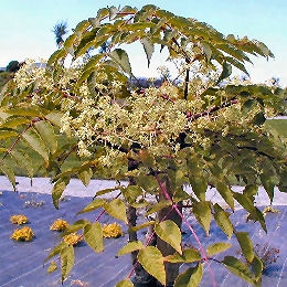 Lierre arborescent panaché