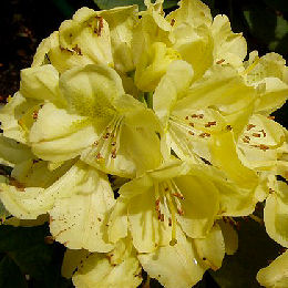 Rhododendron hybride 'Belkanto' 