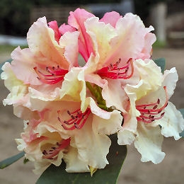  Rhododendron hybride 'Brazilia' 