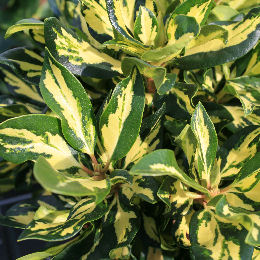 Rhododendron hybride 'Goldfinger' 